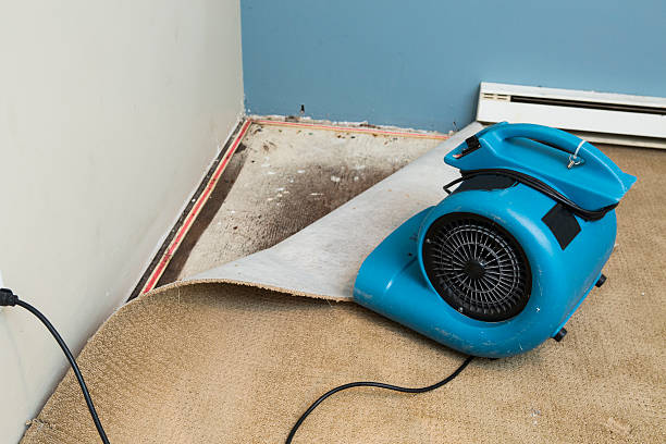 Best Basement water damage restoration  in Guin, AL